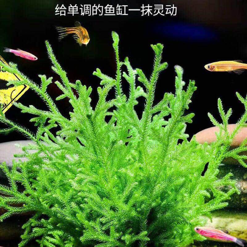 勛貍粑魚缸：勛貍粑勛貍粑魚缸 魚缸百科 第4張