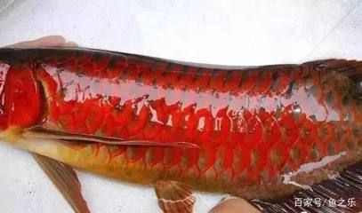 紅龍魚(yú)的最好品種有哪些魚(yú)：紅龍魚(yú)品種介紹 紅龍魚(yú)百科 第1張