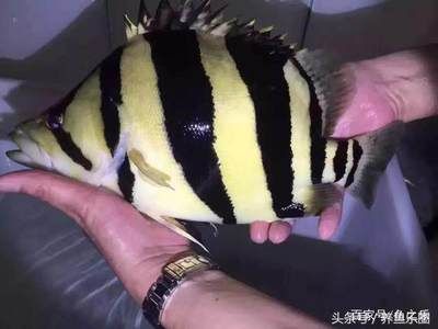 紅龍魚(yú)的最好品種有哪些魚(yú)：紅龍魚(yú)品種介紹 紅龍魚(yú)百科 第5張