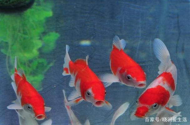 如何改善魚缸內(nèi)光照條件：如何改善魚缸光照條件 魚缸百科 第1張