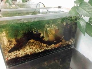 精晶魚缸怎么樣：精晶魚缸與其他品牌對比，如何布置精晶魚缸的水景 魚缸百科 第3張