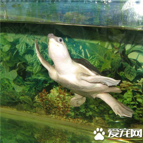 豬鼻龜是風(fēng)水魚(yú)嗎怎么養(yǎng)：豬鼻龜屬于風(fēng)水魚(yú)嗎 豬鼻龜百科 第2張