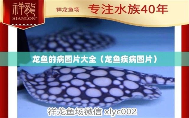 龍魚各種疾病圖解：龍魚常見病治療方法，如何診斷龍魚疾病，龍魚疾病早期癥狀識別 龍魚百科 第2張