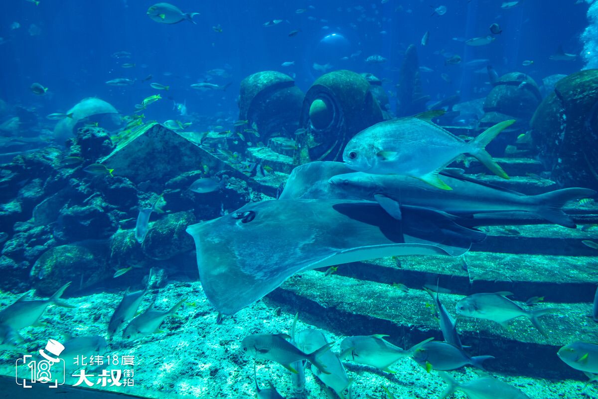 三亞水族館：三亞水族館位于中國海南省三亞灣大東海景區(qū)中心位置 全國觀賞魚市場 第1張