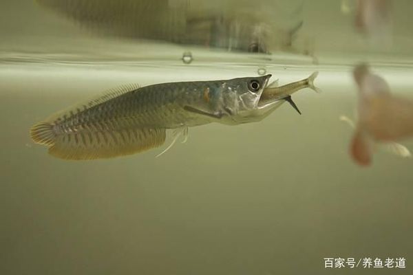 銀龍魚(yú)蔬菜添加時(shí)機(jī)：銀龍魚(yú)蔬菜添加比例控制 龍魚(yú)百科 第2張