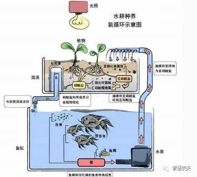 鱔魚魚缸養(yǎng)：鱔魚養(yǎng)殖的詳細(xì)指南 魚缸百科 第1張