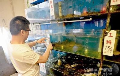 鱔魚魚缸養(yǎng)：鱔魚養(yǎng)殖的詳細(xì)指南 魚缸百科 第2張