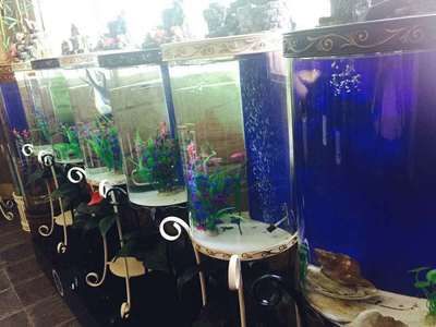 惠州水族批發(fā)市場：惠州水族批發(fā)市場在哪里 全國觀賞魚市場 第2張