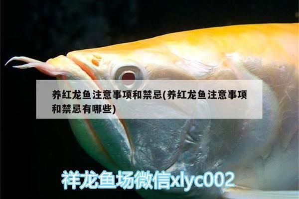 紅龍魚活餌冷藏保存技巧：紅龍魚活餌保存方法 龍魚百科 第4張