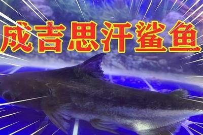 紅龍魚(yú)能喂大麥蟲(chóng)嗎：紅龍魚(yú)吃大麥蟲(chóng)安全嗎？ 水族問(wèn)答 第2張