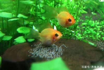 紅龍魚能養(yǎng)多大：&如何給紅龍魚選擇合適的魚缸 水族問答 第2張