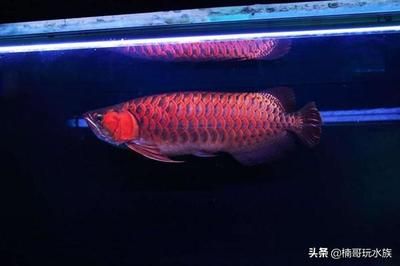 血紅龍魚大概多少錢一條：血紅龍魚價格受多種因素影響， 紅龍魚百科 第4張