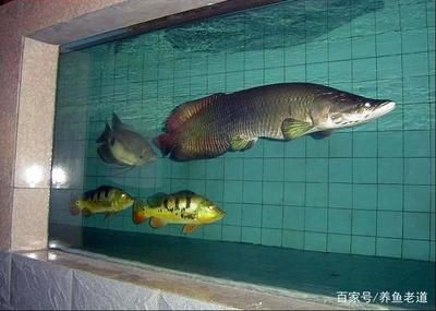 魚缸水泵不工作了怎么回事：魚缸水泵不工作可能由多種原因引起， 魚缸百科 第4張