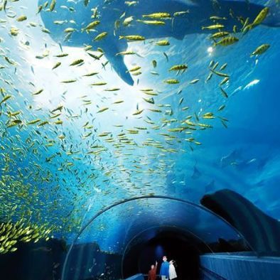 荊州水族館：荊州水族館， 全國(guó)觀賞魚市場(chǎng) 第1張