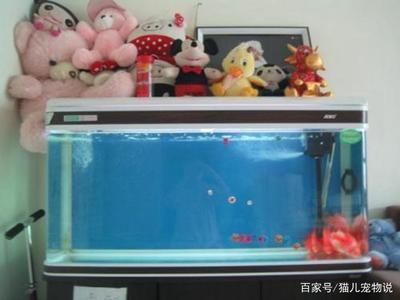 貴陽龍魚專賣店：貴陽觀賞魚店名字推薦 全國觀賞魚市場 第2張