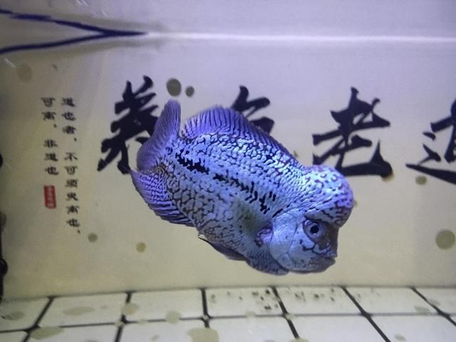 純晶鹽可以直接放入魚缸中嗎：純晶鹽可以直接放入魚缸中但需要注意濃度和使用方法 魚缸百科 第5張