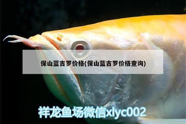 保山觀賞魚批發(fā)市場(chǎng)：保山觀賞魚批發(fā)市場(chǎng)特色品種介紹保山觀賞魚批發(fā)市場(chǎng) 全國(guó)觀賞魚市場(chǎng) 第6張