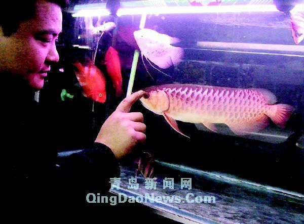 藍底過背金龍魚多少錢一條：藍底過背金龍魚價格趨勢藍底過背金龍魚養(yǎng)殖技巧分享 金龍魚百科 第5張