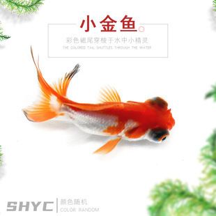 楚雄彝族自治州觀賞魚批發(fā)市場：云南楚雄彝族自治州觀賞魚市場地址)楚雄彝族自治州觀賞魚市場 全國觀賞魚市場 第2張