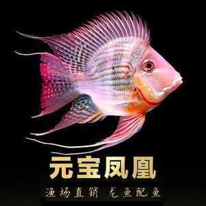 紅龍魚拍賣最高價(jià)格：紅龍魚市場拍賣價(jià)格飆升至百萬 水族問答 第1張