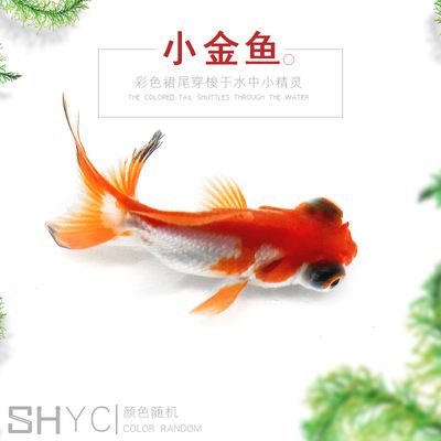 阿里觀賞魚批發(fā)市場：阿里水族批發(fā)市場 全國觀賞魚市場 第3張