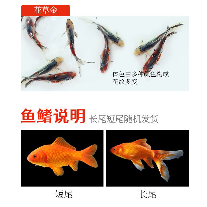 龍魚飼料魚如何存養(yǎng)好：如何為龍魚提供合適的飼料以及如何有效地存養(yǎng)它們 龍魚百科 第4張