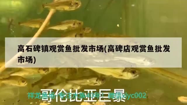 廣元觀賞魚批發(fā)市場(chǎng)：廣元市觀賞魚批發(fā)市場(chǎng) 全國觀賞魚市場(chǎng) 第4張