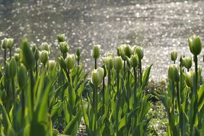 星點金龍魚缸內(nèi)植物配置：星點金龍魚缸內(nèi)照明選擇 金龍魚百科 第3張