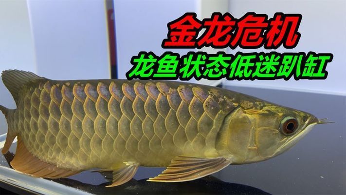 金龍魚適應環(huán)境能力測試：如何緩解金龍魚的環(huán)境應激，金龍魚適應環(huán)境后的飲食調整 金龍魚百科 第4張