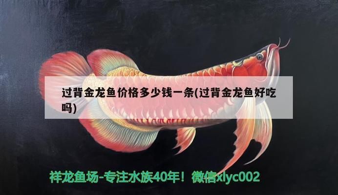 過背金龍魚的價格是多少錢一條啊：過背金龍魚價格受多個因素影響過背金龍魚的價格受多個因素影響 金龍魚百科 第3張