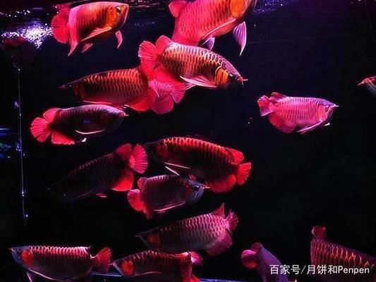 羅漢魚能和紅龍魚混養(yǎng)嗎？ 紅龍魚百科 第4張