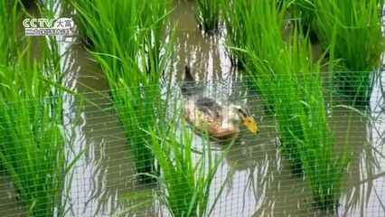 金龍魚(yú)繁殖環(huán)境布置技巧：金龍魚(yú)的繁殖環(huán)境布置 金龍魚(yú)百科 第2張