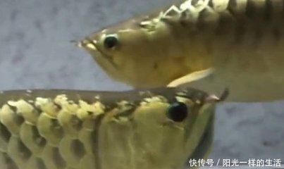 金龍魚繁殖環(huán)境布置技巧：金龍魚的繁殖環(huán)境布置 金龍魚百科 第5張