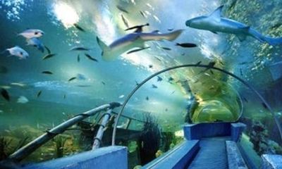 黑河水族館：黑河哪里有水族館