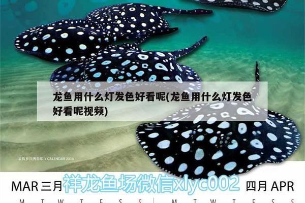 信陽龍魚專賣店：信陽市賣魚缸在哪里買的多 全國觀賞魚市場 第2張