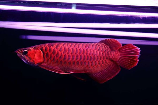 天價(jià)紅龍魚500萬(wàn)：珍稀紅龍魚拍賣價(jià)格飆升至500萬(wàn)