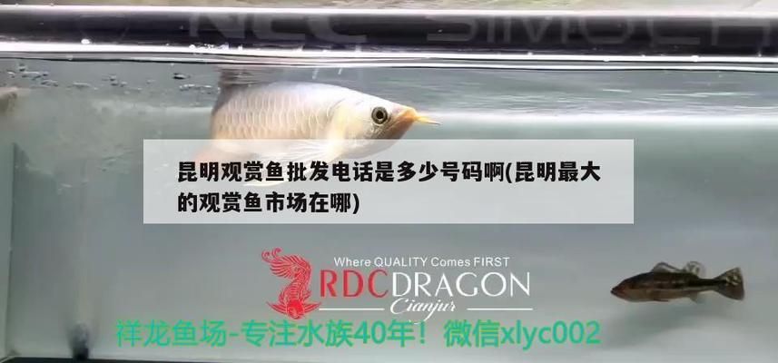 昆明觀賞魚批發(fā)市場：昆明市觀賞魚批發(fā)市場 全國觀賞魚市場 第10張