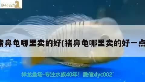 豬鼻龜價格行情：30公分的豬鼻龜多少錢一斤 豬鼻龜百科 第10張