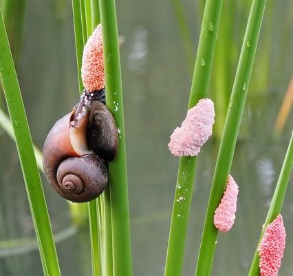 星點(diǎn)金龍魚魚苗價(jià)格對(duì)比：星點(diǎn)金龍魚苗市場(chǎng)價(jià)格走勢(shì)分享星點(diǎn)金龍魚苗市場(chǎng)價(jià)格走勢(shì) 金龍魚百科 第1張