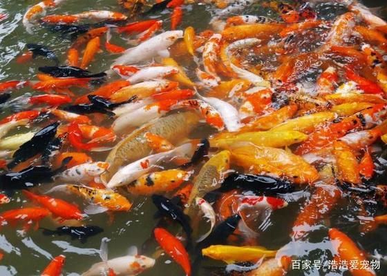 金龍魚發(fā)色技巧與光照管理：金龍魚發(fā)色技巧與光照管理的方法 金龍魚百科 第2張