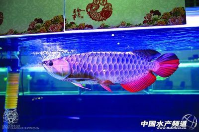 過背金龍魚市場需求趨勢：中國過背金龍魚市場需求呈現(xiàn)增長趨勢價格穩(wěn)定上升 金龍魚百科 第5張