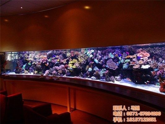 舟山水族館：浙江舟山市綠色家園水族館 全國觀賞魚市場 第6張