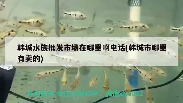 韓城水族批發(fā)市場：韓城水族批發(fā)市場在哪里 全國觀賞魚市場 第6張