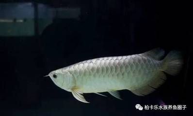 龍魚水質(zhì)檢測數(shù)值：養(yǎng)龍魚時需要關(guān)注的水質(zhì)檢測指標 龍魚百科 第1張