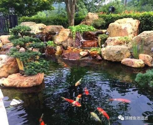 紅龍魚品種排名前十：紅龍魚品種排名 水族問答 第2張