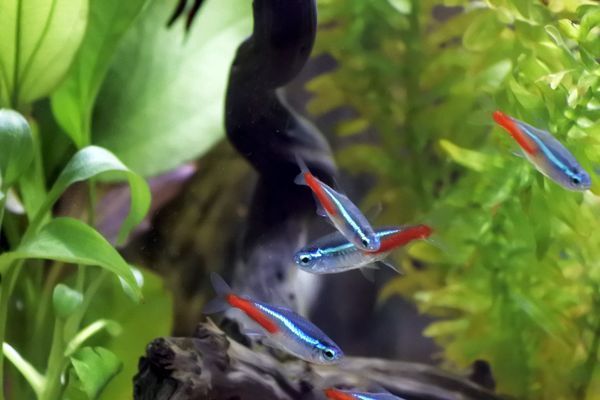 烏蘭察布水族館：烏蘭察布市金祥龍魚館