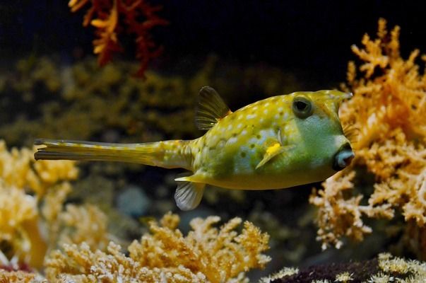 烏蘭察布水族館：烏蘭察布市金祥龍魚館 全國(guó)觀賞魚市場(chǎng) 第7張