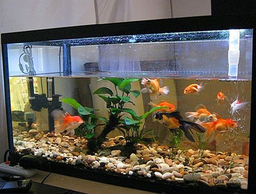 魚缸底濾怎么安裝：安裝魚缸底濾需要準備一些工具和材料 魚缸百科 第4張