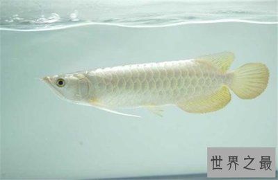 龍魚吃魚：龍魚的喂食頻率應(yīng)該如何確定 龍魚百科 第1張