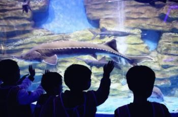 信陽水族館 全國觀賞魚市場 第3張